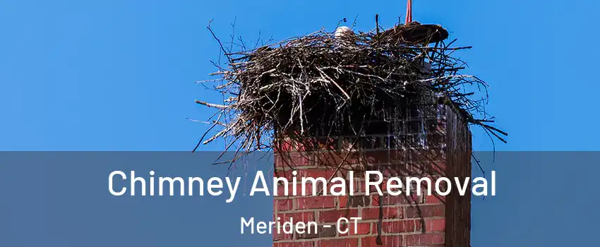 Chimney Animal Removal Meriden - CT