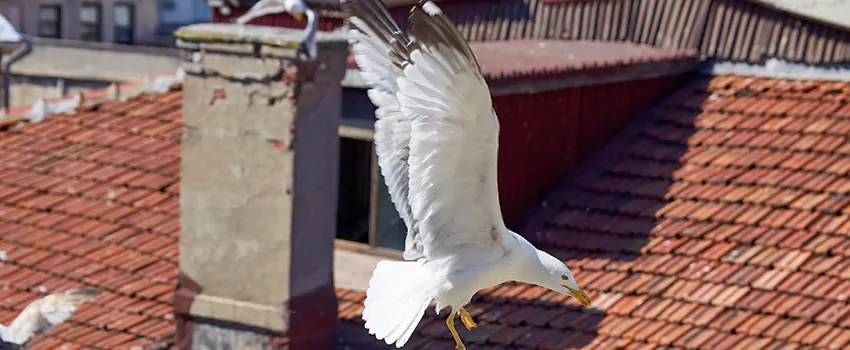 Residential Chimney Animal Removal Solution in Meriden, CT