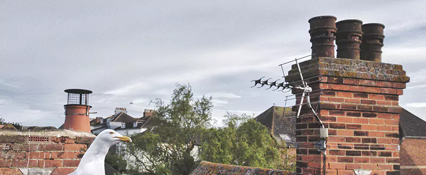 Chimney Cleaning And Restoration in Meriden, Connecticut